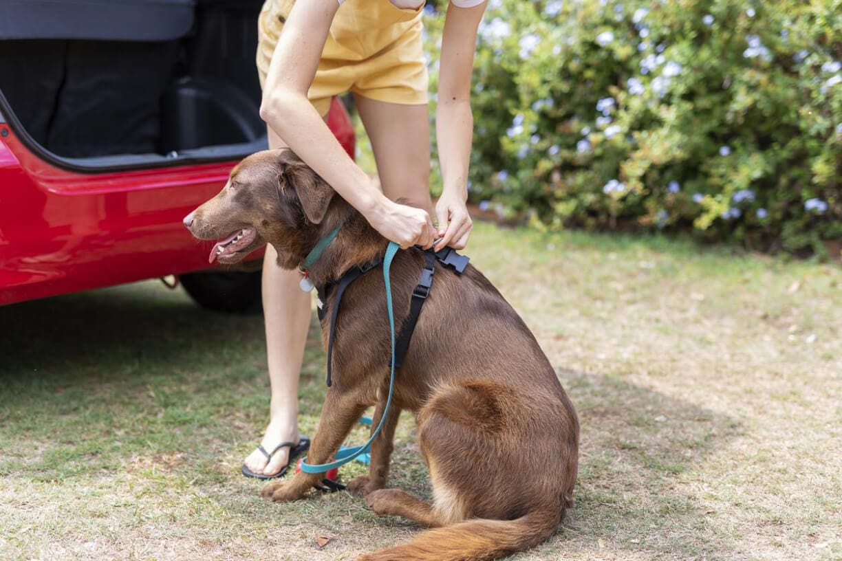 A person in yellow shorts fastens the best dog gear—a black harness—on a brown dog sitting beside a red car outdoors on grass, with green bushes in the background.