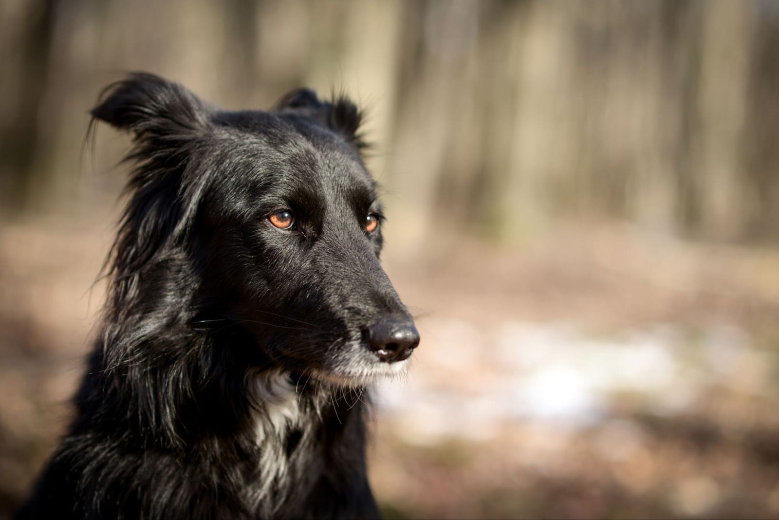 A black dog with pointed ears and a white patch on its muzzle sits outdoors, looking to the right amid a blurred forest—perfectly capturing the spirit of adventure for any dog hiking gear enthusiast.