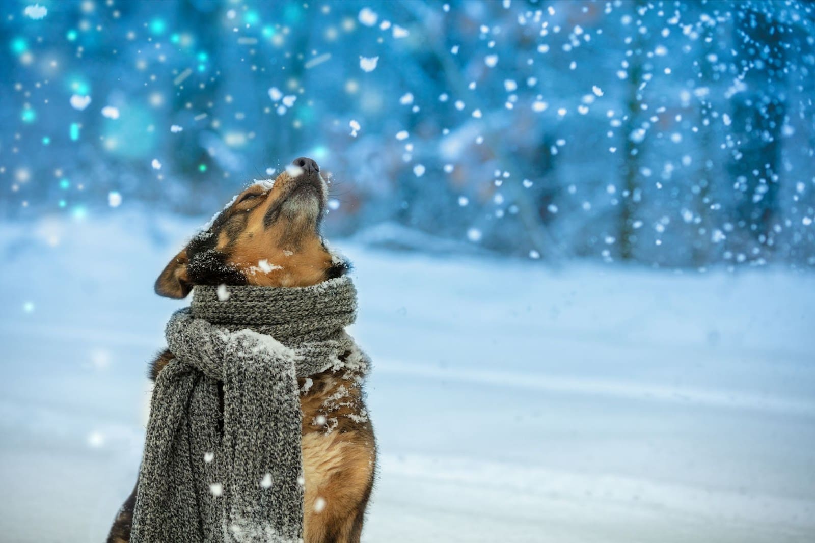 A dog wearing a thick gray scarf sits in the snow, looking up as snowflakes fall—a perfect scene for road trips with dogs through snowy landscapes, where blurred trees and a blue wintry sky create pet-friendly memories.