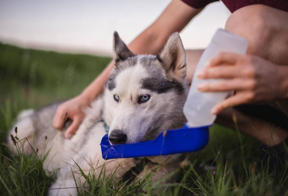 A Siberian Husky lies on grass, drinking from a portable blue bowl held by a person pouring water, highlighting the importance of staying hydrated and alert to summer hiking dangers for dogs like foxtails and other trail hazards.