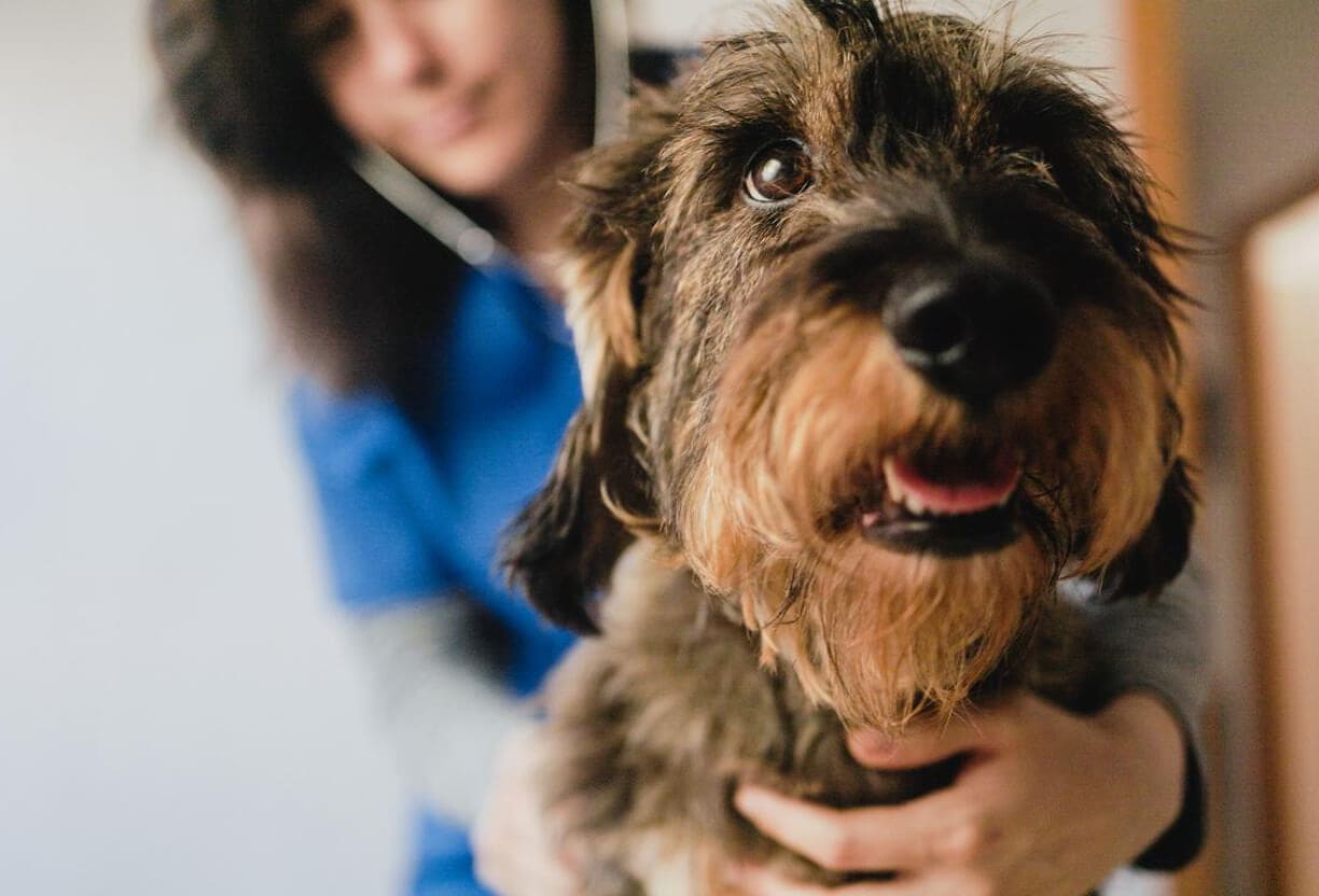 A close-up of a scruffy dog with brown and black fur being held by a person in blue scrubs, likely a veterinarian, who is using a stethoscope to check the dogs health and discuss trail hazards like foxtails, common summer hiking dangers for dogs.