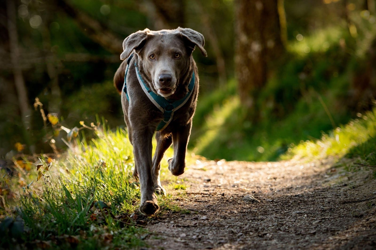 A grey dog wearing a blue harness runs along a sunlit dirt path through a green forest, showcasing the joy of traveling with multiple dogs amid nature’s beauty, with trees and grass visible in the background.