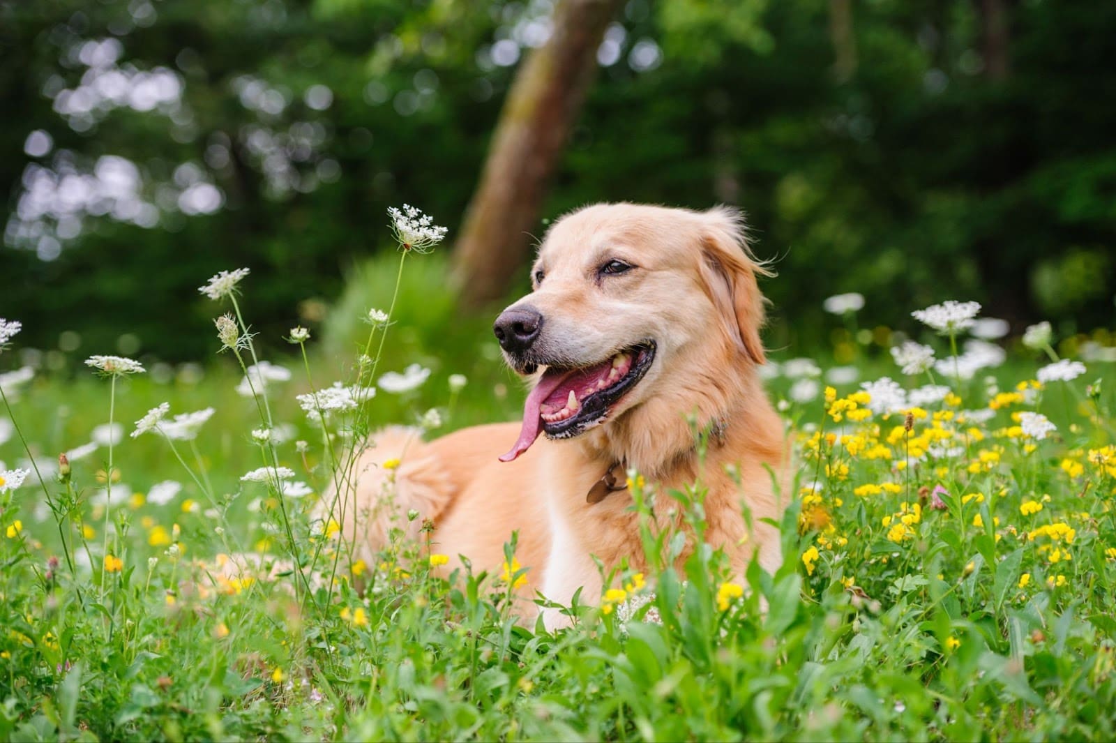 A golden retriever lies in a lush green field dotted with wildflowers, panting happily after testing out new dog hiking gear. Trees and greenery fill the background, making it a perfect spot for road trips with dogs.