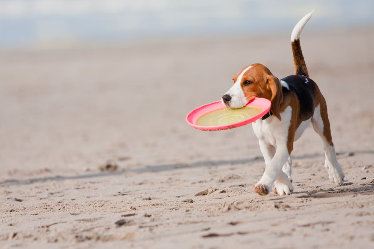 A healthy beagle puppy walks on a sandy, saltwater beach carrying a red and yellow frisbee in its mouth. The background is blurred, emphasizing the playful dog enjoying dog beach safety.
