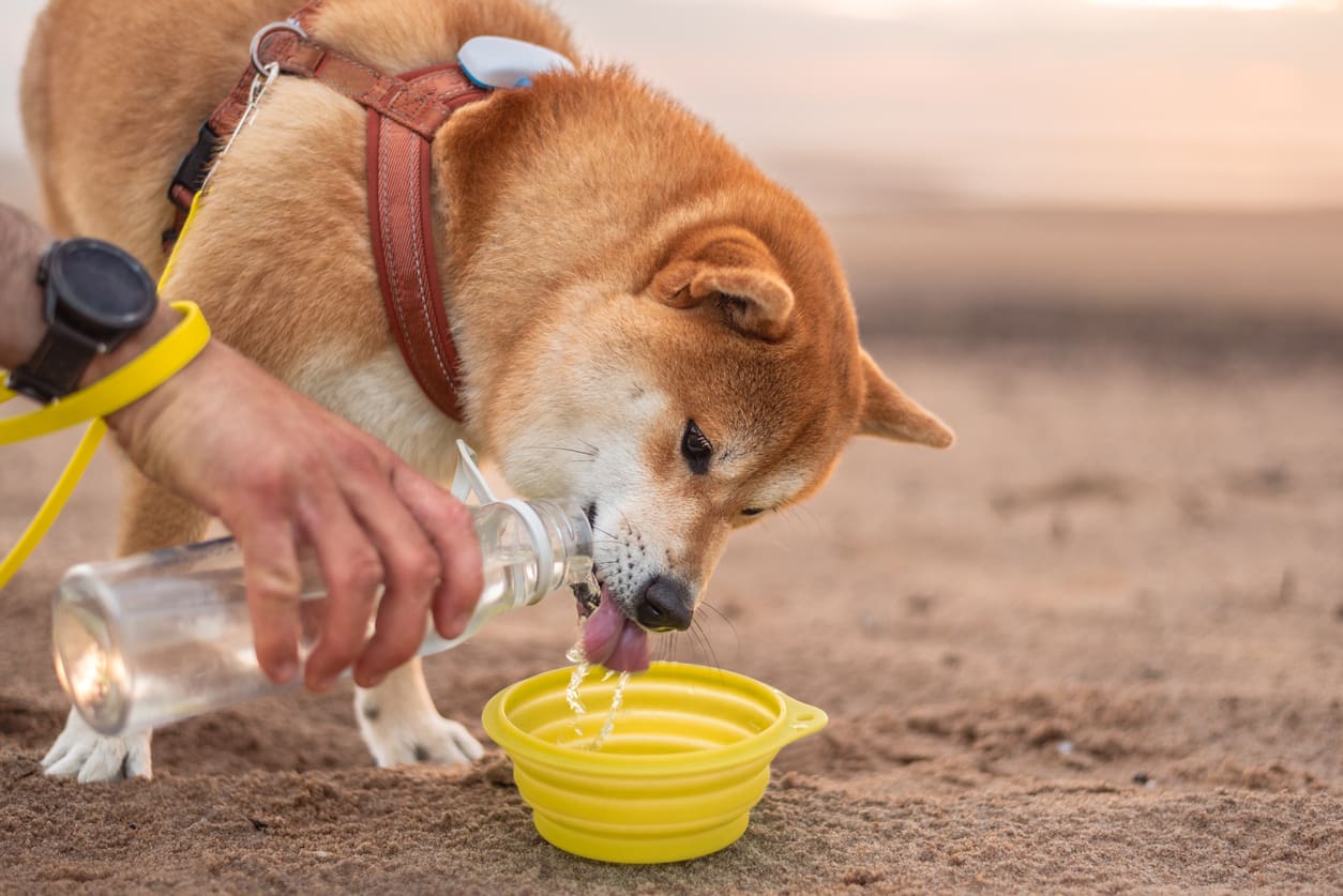 A healthy Shiba Inu dog wearing a harness drinks water from a yellow collapsible bowl on the beach, while a person pours water from a bottle—practicing good dog beach safety at popular saltwater beaches.