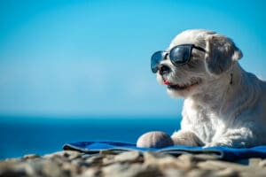 A small white dog wearing sunglasses relaxes on a blue towel by the saltwater beaches, with a shell nearby and the ocean and sky in the background.