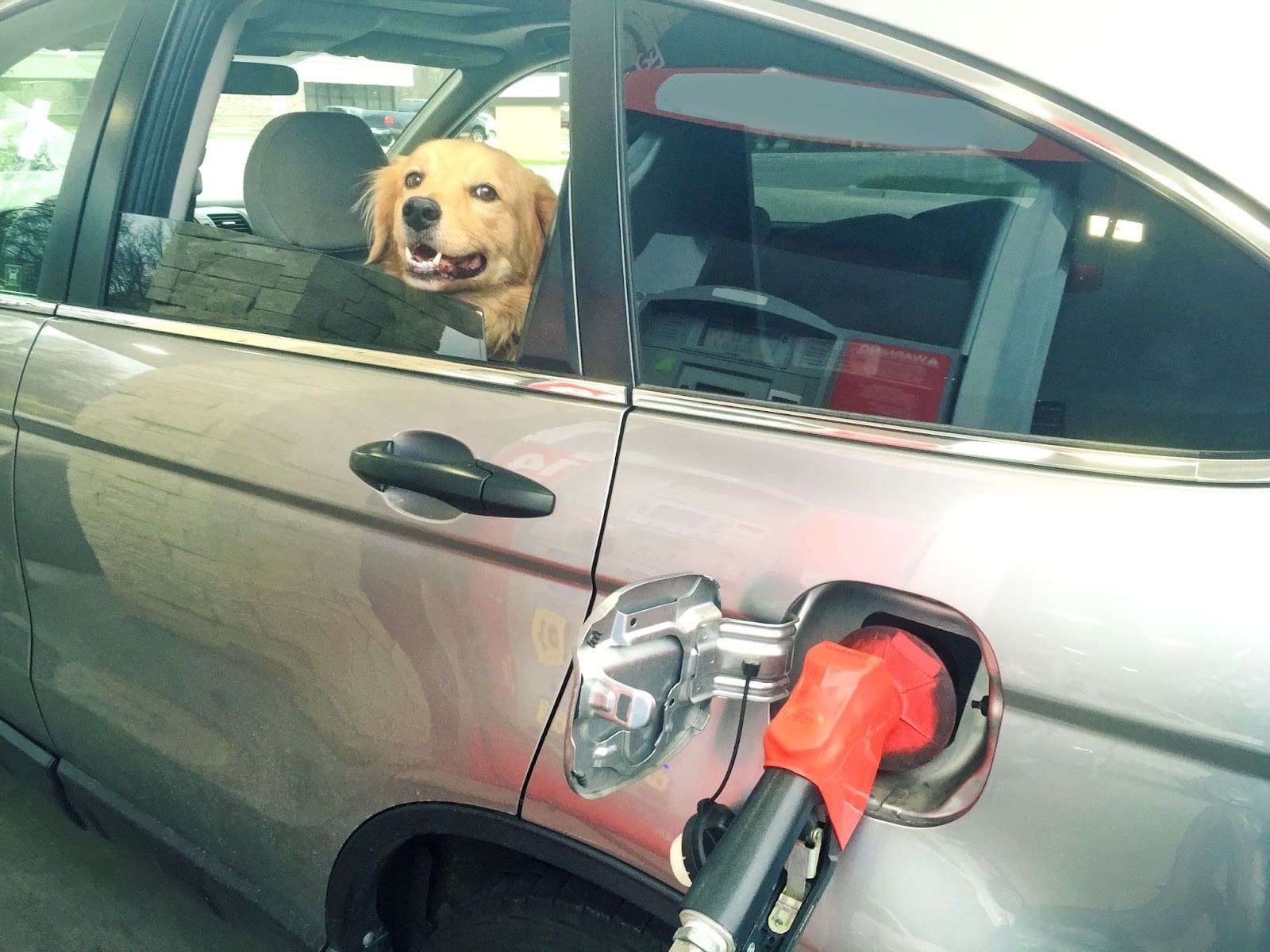 A golden retriever sits in the back seat of a silver car with the window down, looking out while the car is being refueled at a gas station—ready to enjoy the benefits of exercise for dogs on their next adventure.