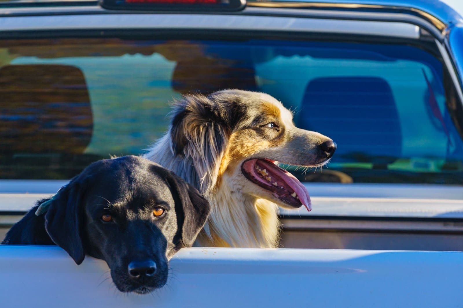 Two dogs ride in the bed of a white pickup truck, enjoying the breeze—a scene that captures the joy of canine fitness. One black dog rests its head on the side while a brown and white dog pants happily, both embodying true dog health.