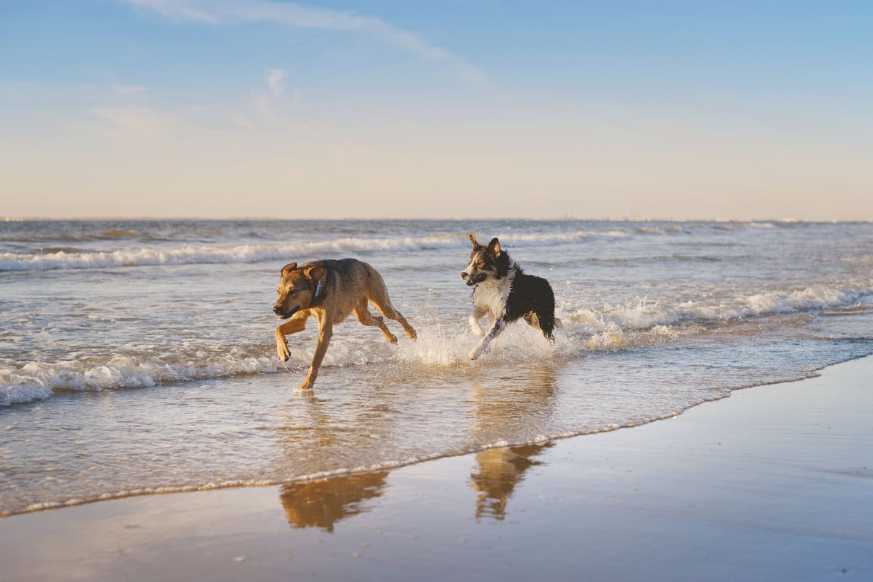 Two healthy dogs run and play in shallow water along a saltwater beach under a clear blue sky, with small waves in the background and their reflections shimmering on the wet sand.