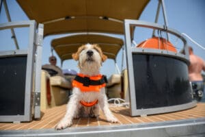 A small dog wearing a bright orange life vest for dogs sits on the deck of a boat. People are visible in the background, and the clear blue sky highlights the safety of this essential dog buoyancy vest.
