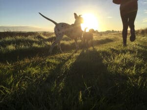A person jogging with two dogs on a grassy field at sunrise, casting long shadows as the sun shines brightly—its the perfect scene for dog travel and adventure.