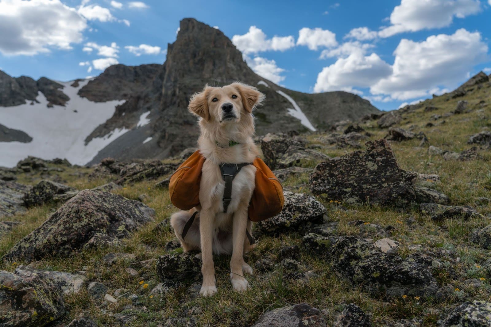A golden dog wearing orange saddlebags sits on rocky terrain with mountains and patches of snow in the background under a partly cloudy blue sky, highlighting the beauty of natural light in candid shots.
