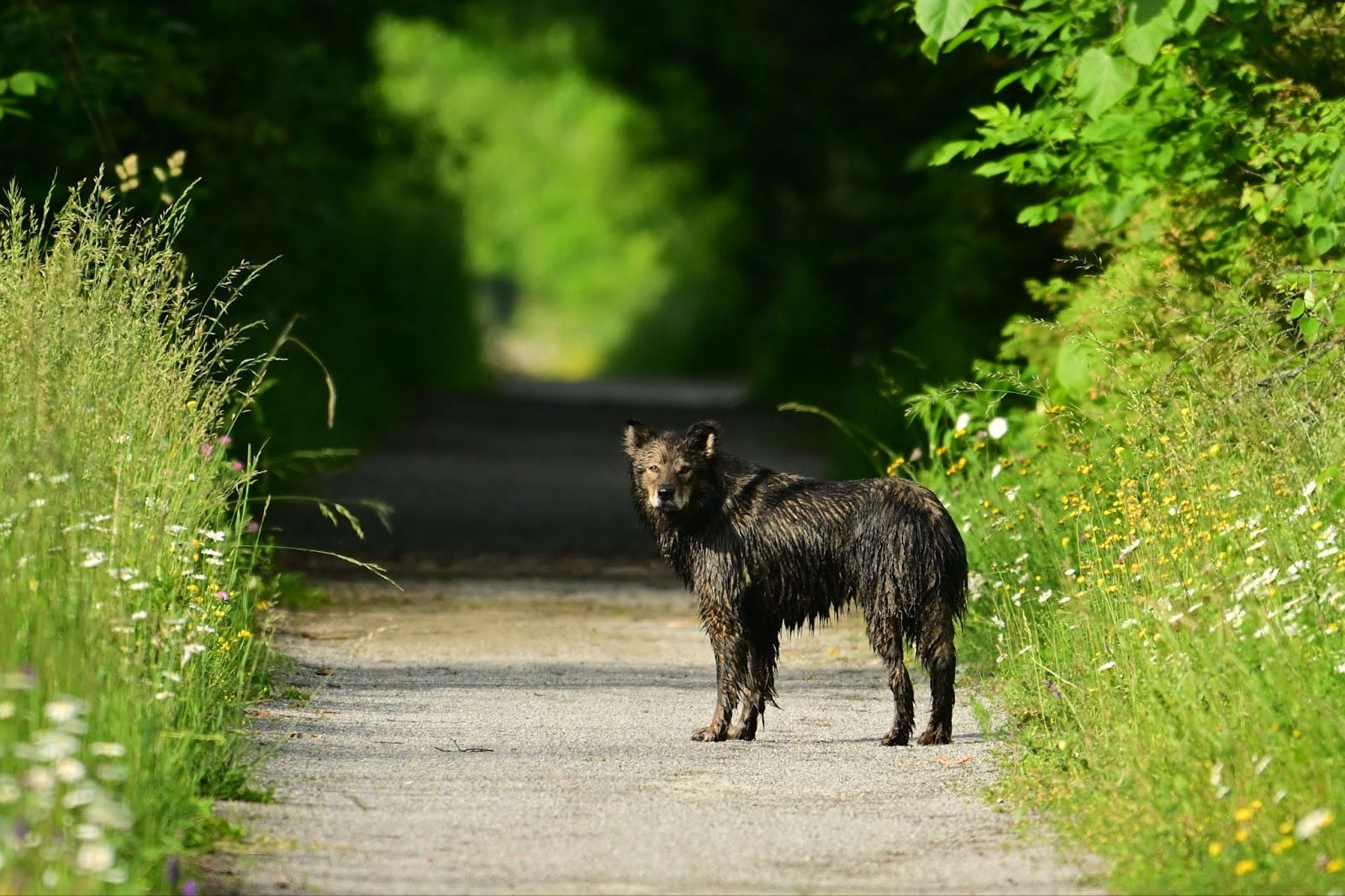 A wet, muddy dog stands alone on a sunlit path surrounded by tall grass and wildflowers, with dense green foliage in the background, highlighting the trail difficulty for dogs in this natural setting.