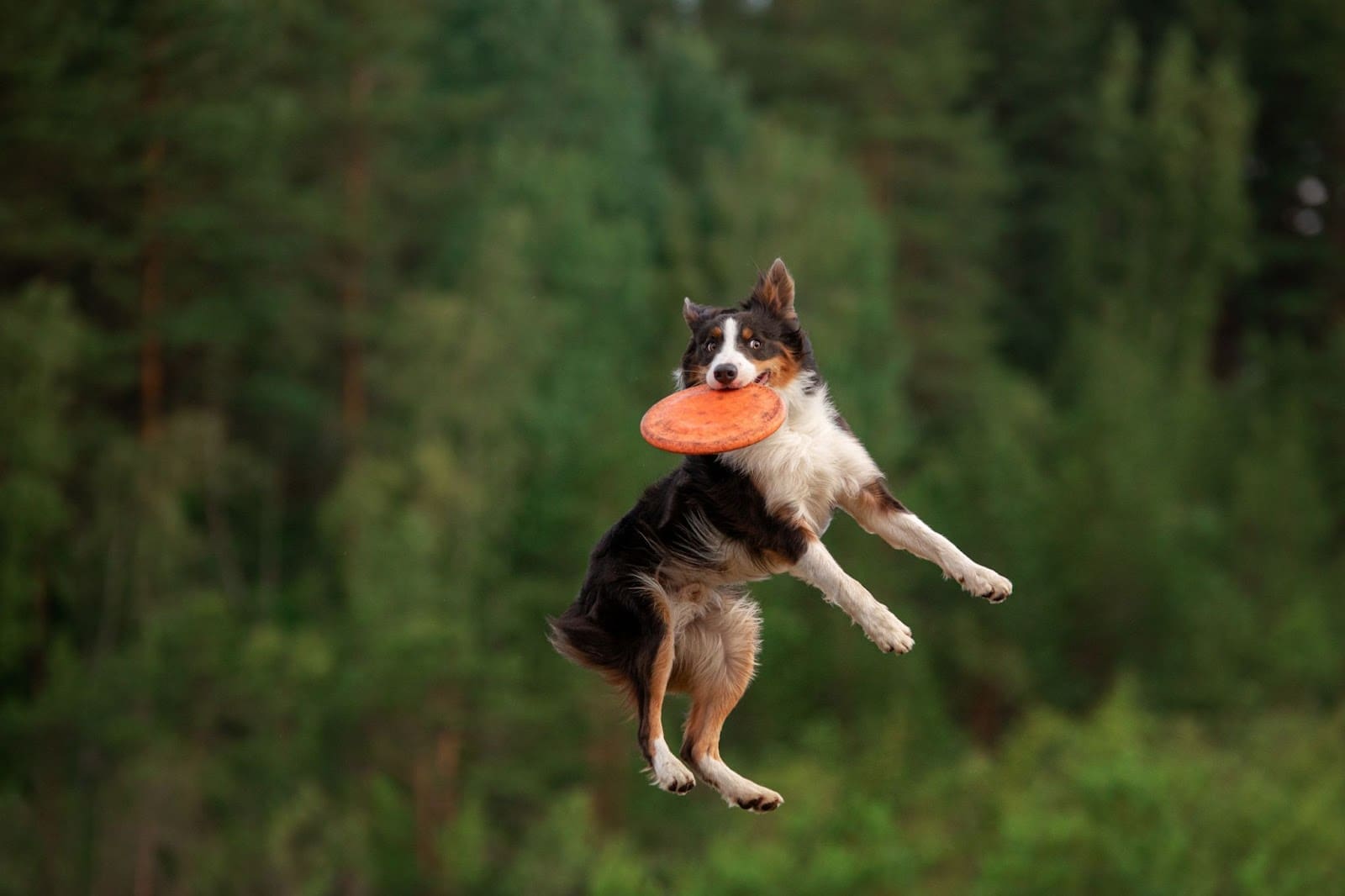 An adventure dog jumps in the air, catching an orange frisbee in its mouth, with a blurred forest background—showcasing the excitement of dog sports.