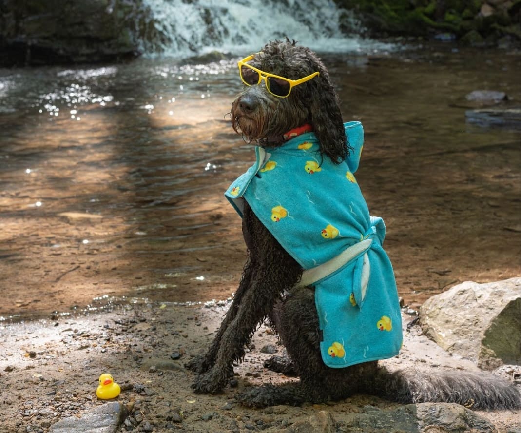 A wet dog sits by a creek, wearing a blue towel with yellow duck prints, yellow sunglasses, and a collar. A small rubber duck sits nearby as the pup takes a break from exploring trail difficulty for dogs near a gentle waterfall in the background.