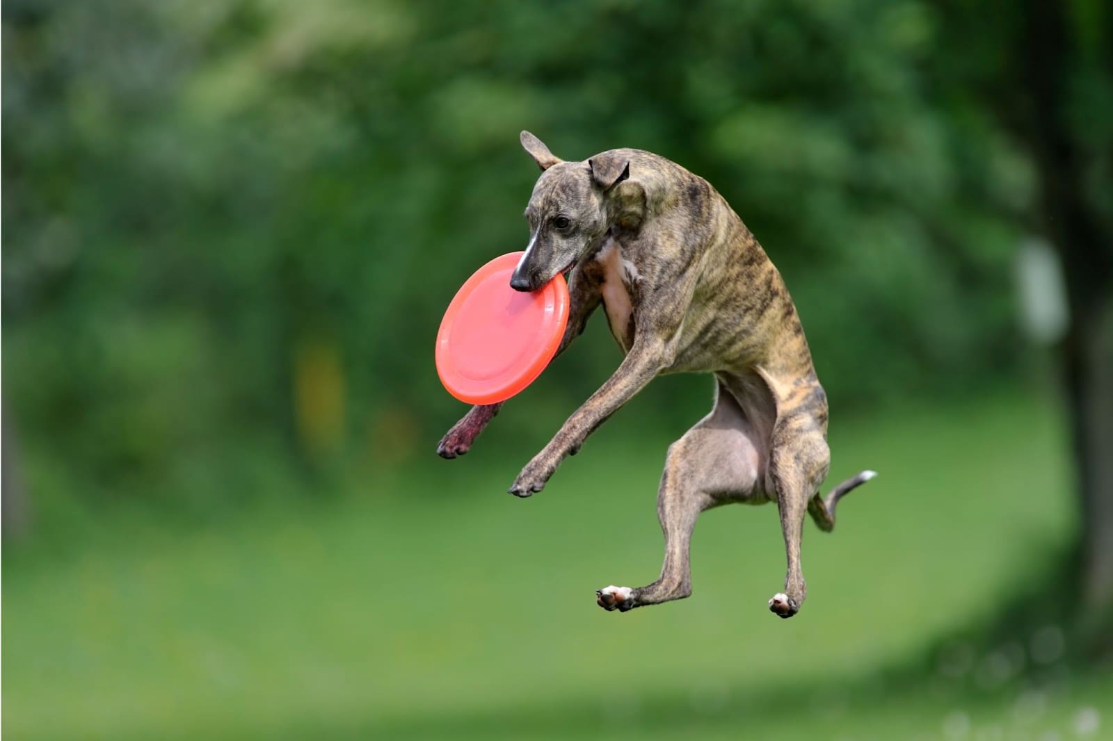 A brown brindle dog is leaping in mid-air, catching a red frisbee in its mouth, showcasing the excitement of Dog Sports against a blurred green background of grass and trees.