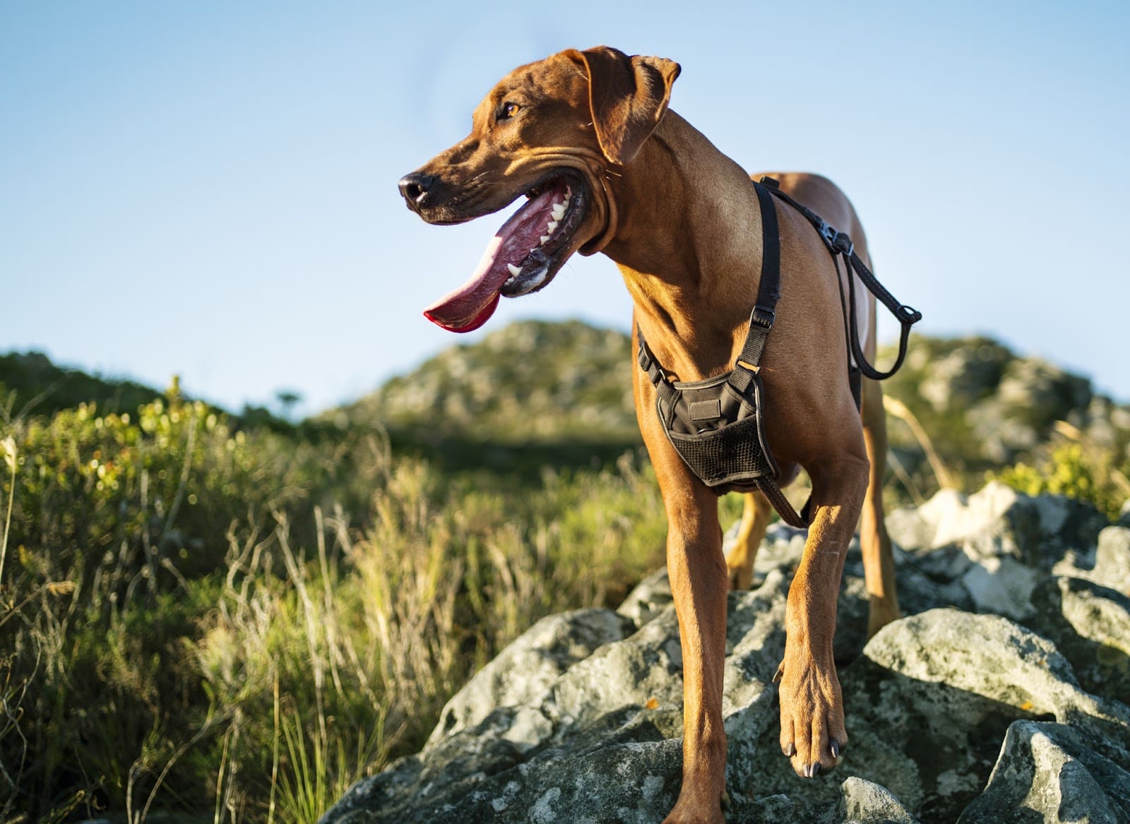 A brown dog stands on rocky terrain outdoors, happily wearing a new dog harness with its mouth open and tongue out, surrounded by greenery and hills under a clear blue sky. Its easy to break in dog harness gear when your dog loves harness time!.