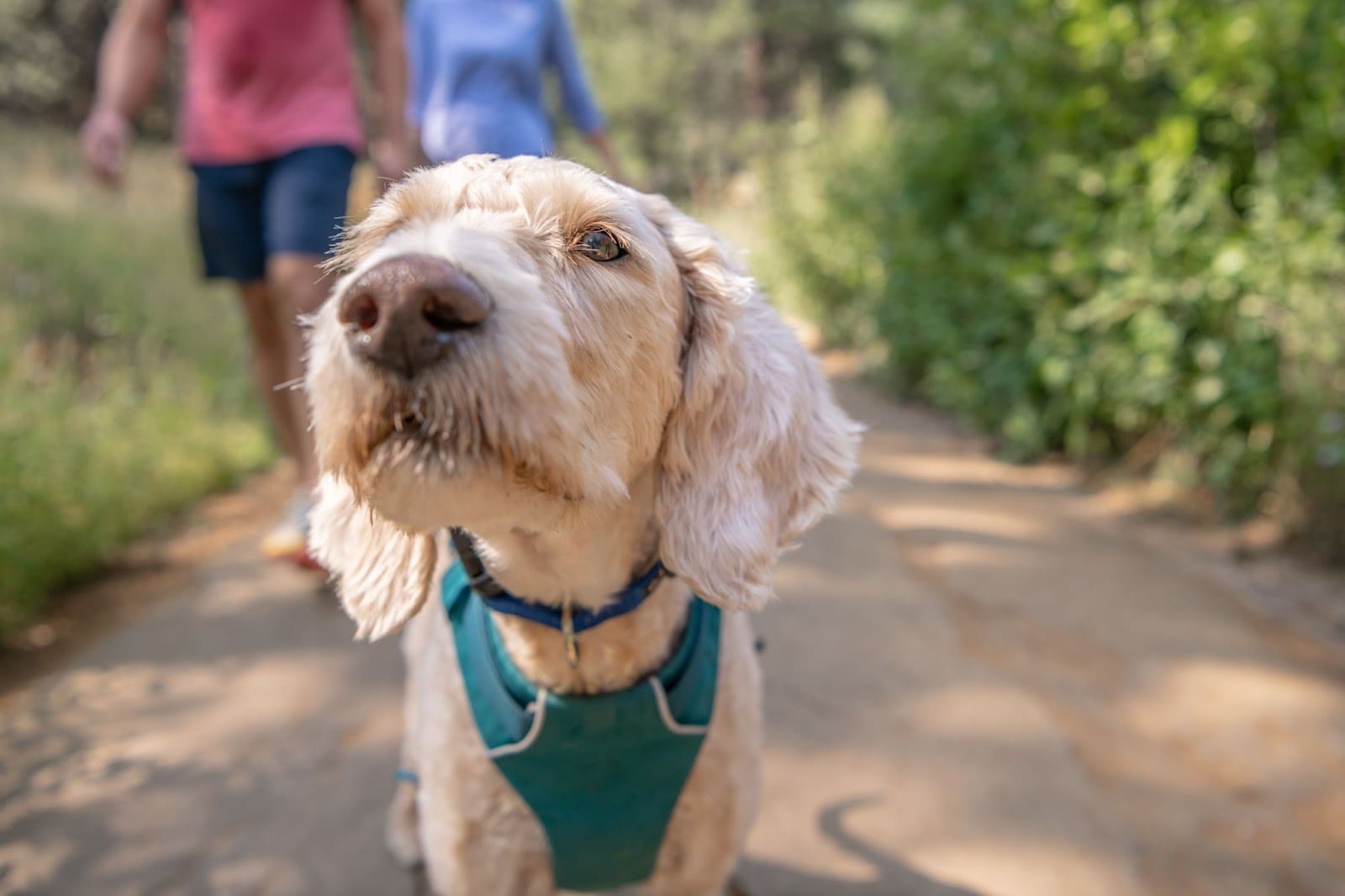 Introduction to Dog Harness Training