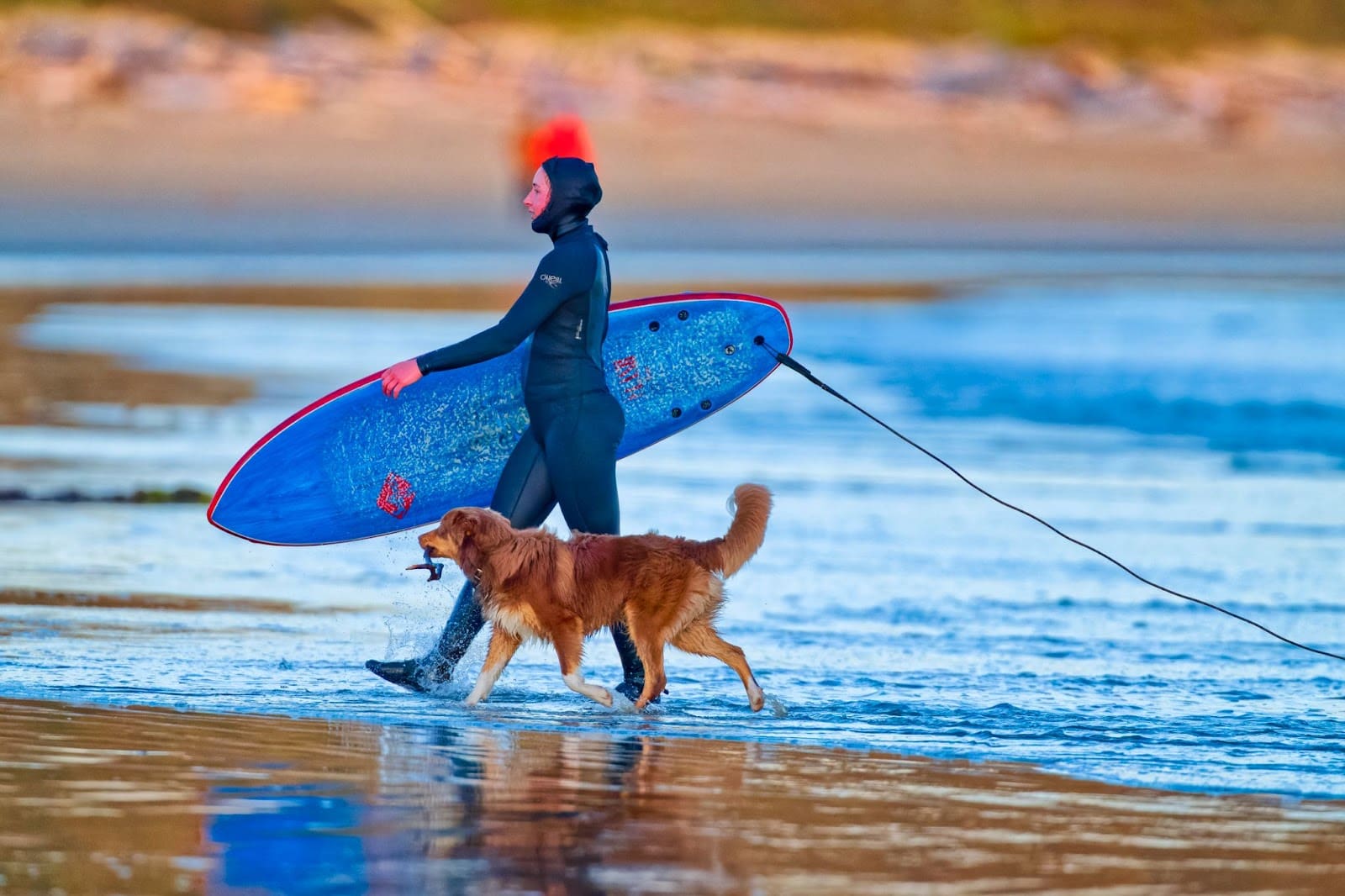 A person in a wetsuit walks along a beach carrying a blue surfboard, accompanied by their active dog sports, a golden retriever. The surfboard leash trails behind as they enjoy the sandy shoreline together.