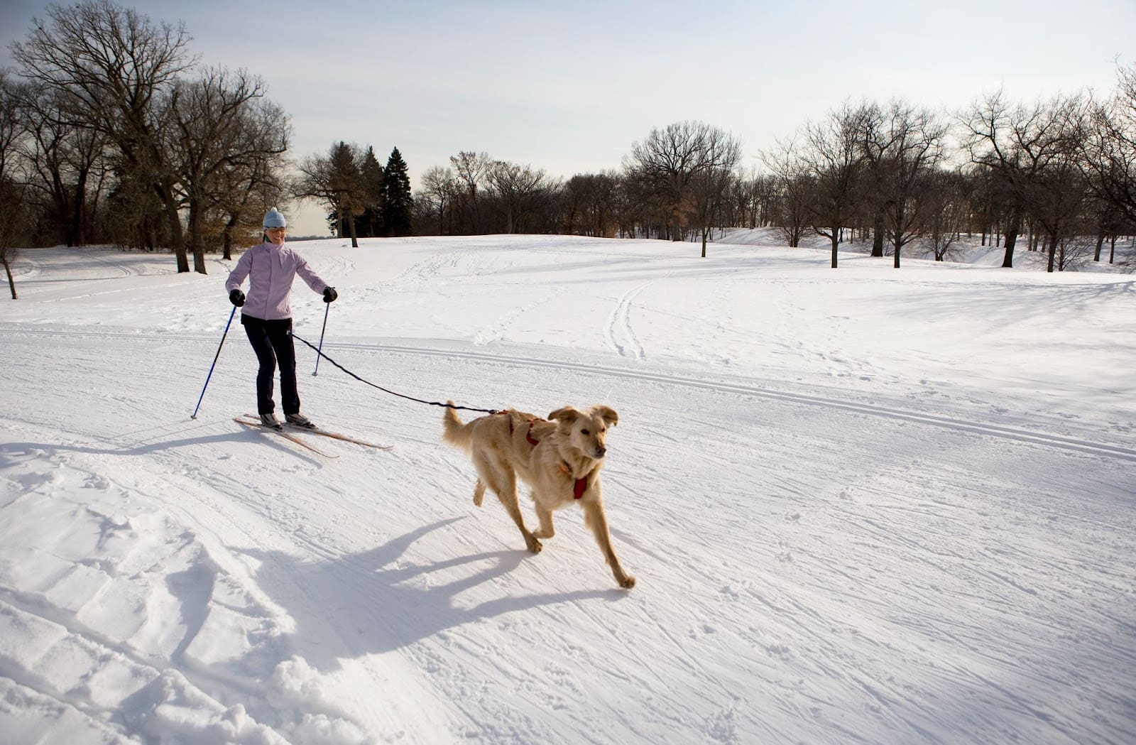 A person cross-country skiing on a snow-covered trail is being pulled by a large tan dog on a harness—an exciting scene of adventure dogs enjoying winter dog sports amid bare trees and open fields in the background.