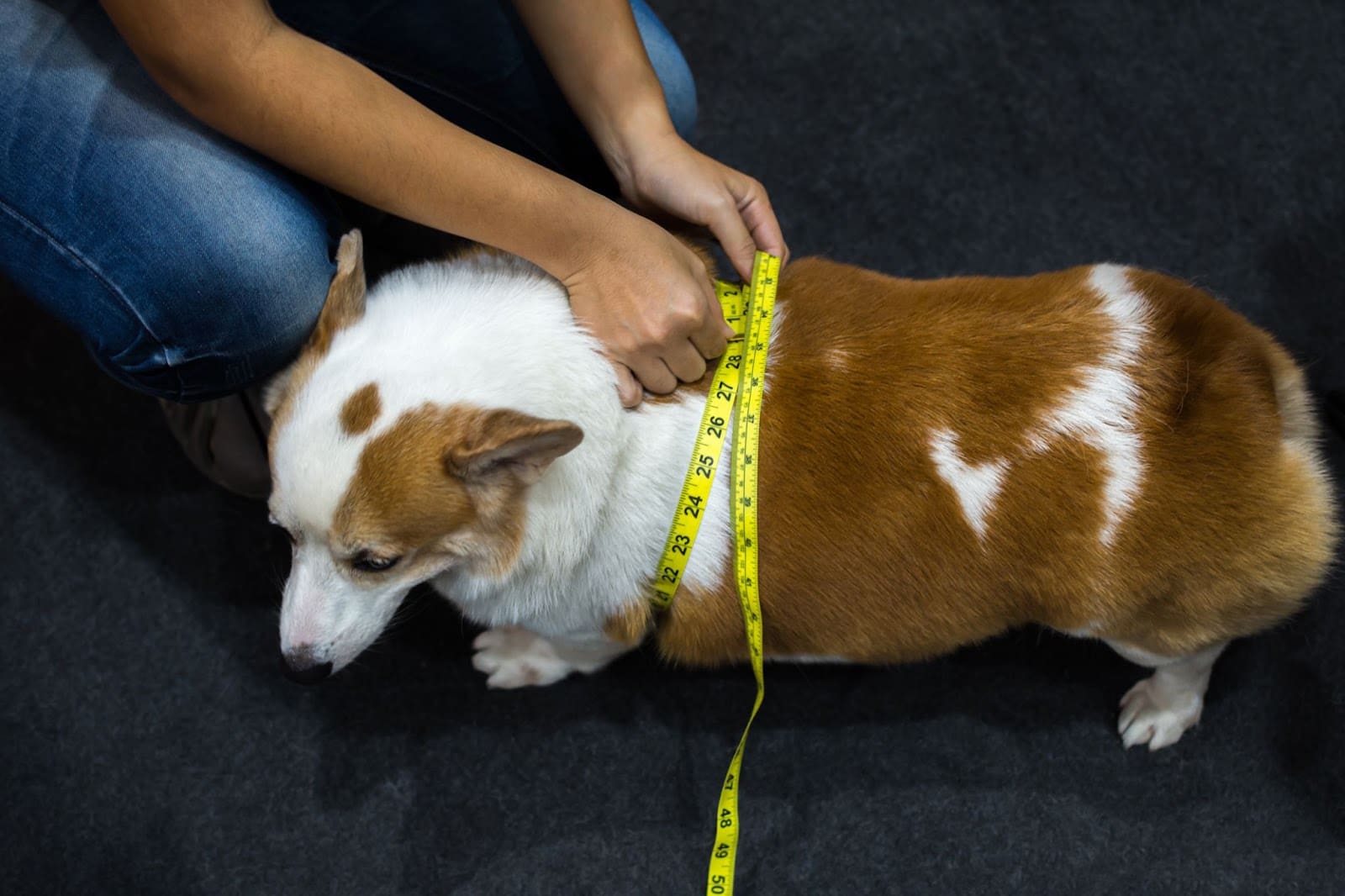 Measuring Your Dog Harness