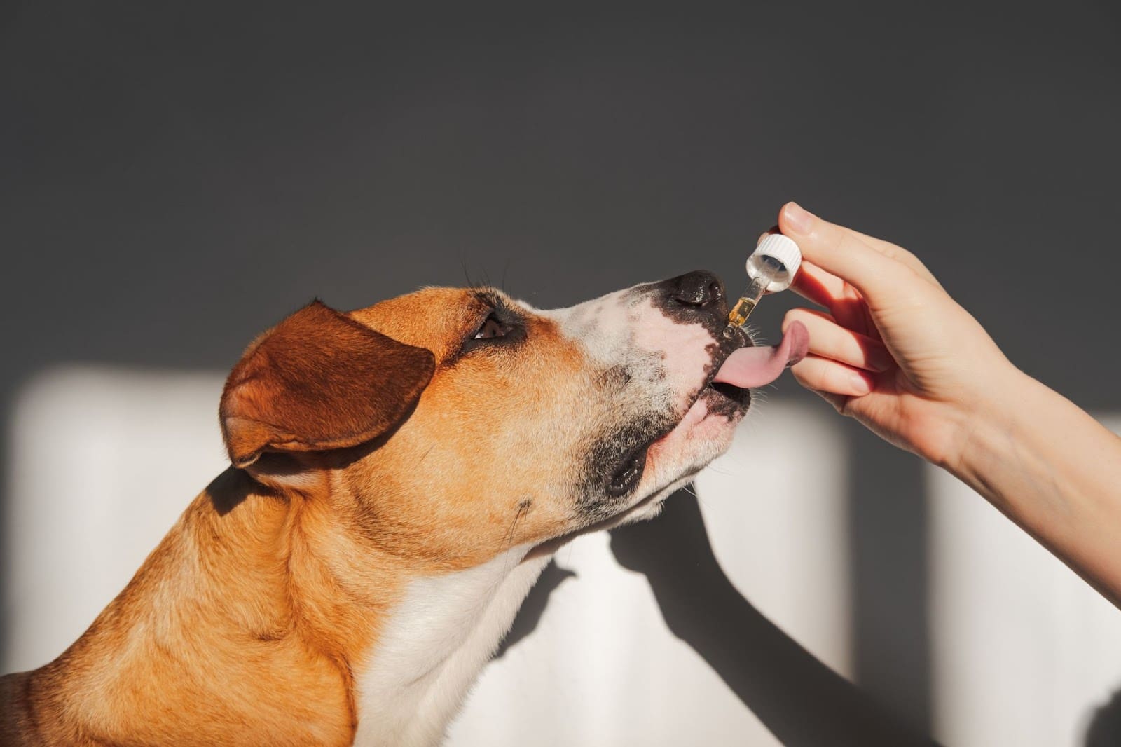 A brown and white dog licks a dropper held by a persons hand, catching liquid on its tongue, with sunlight casting shadows—perfect for active dogs who love dog sports, set against a gray background.