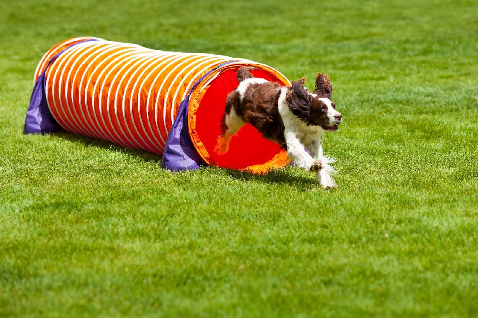 A dog with brown and white fur runs out of a bright orange agility tunnel on a grassy field during an outdoor dog sports training or competition event.