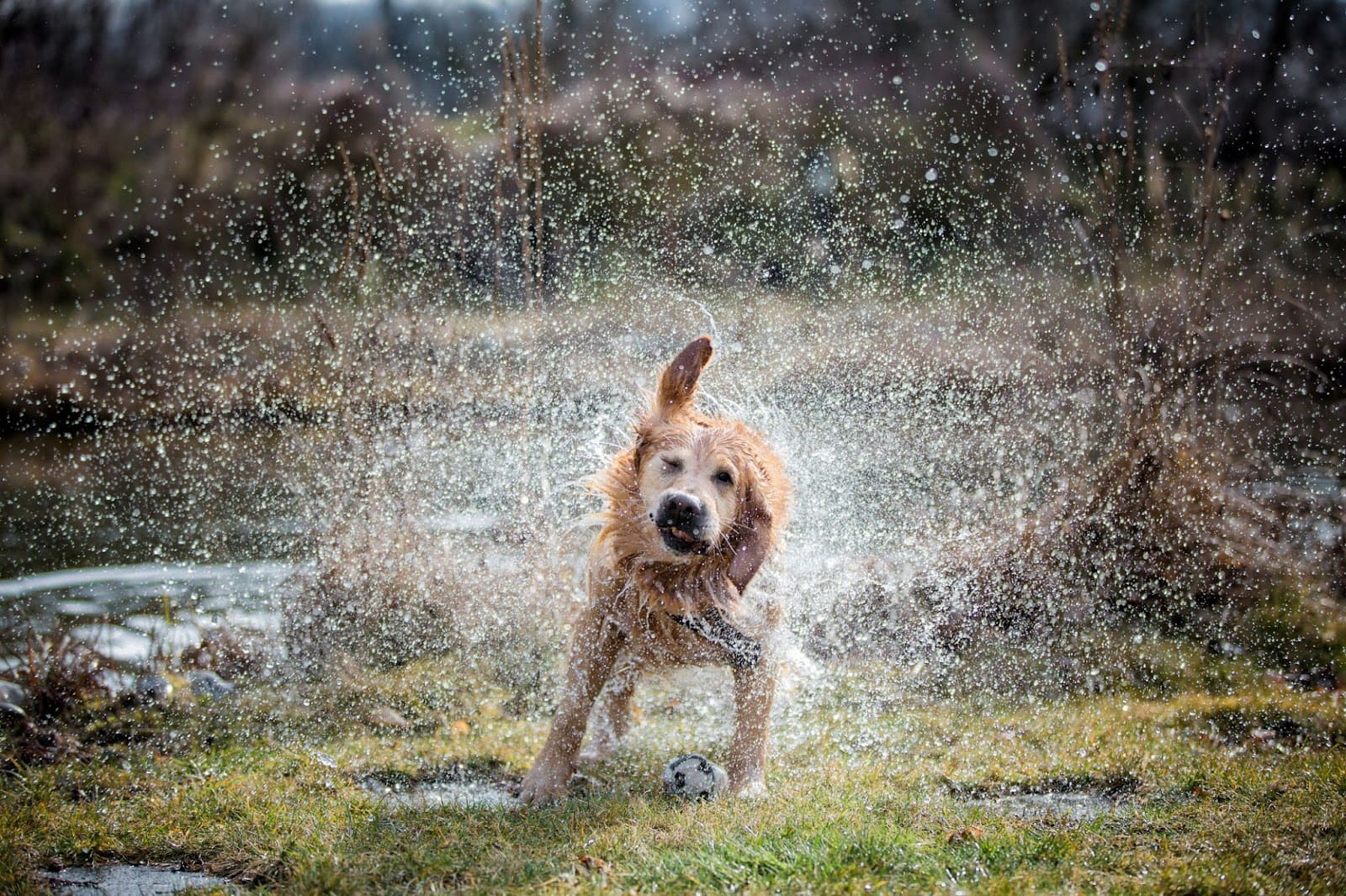 A wet golden retriever shakes off water, spraying droplets in all directions while standing on grass near a pond. A small white ball lies on the ground in front of the dog, hinting at an adventurous play session with just the right trail difficulty for dogs.