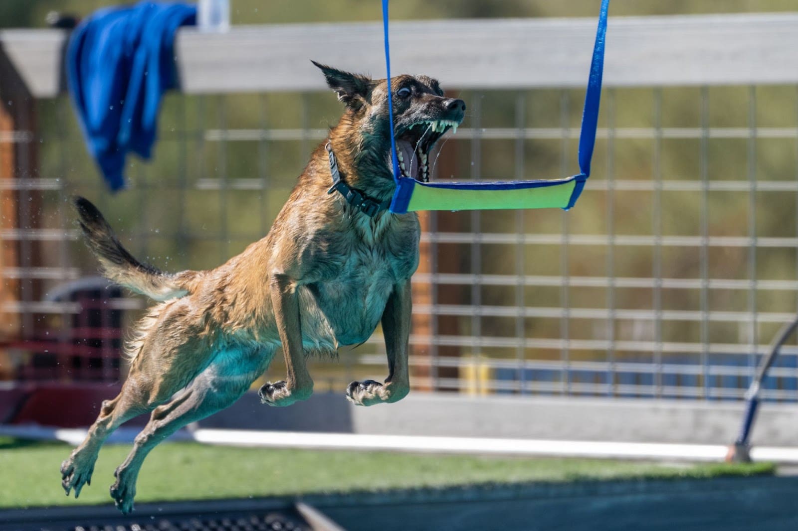 A brown dog leaps through the air, mouth open wide to catch a suspended blue toy during an outdoor Dog Sports event.