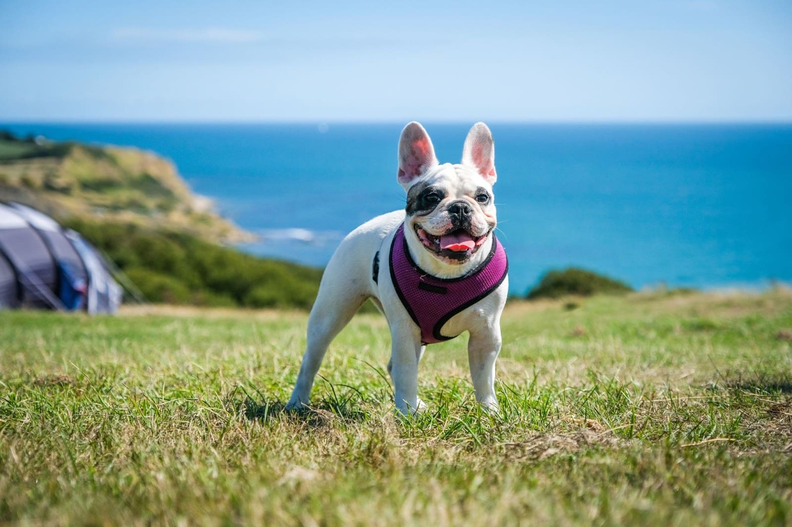A happy French Bulldog wearing a purple dog harness stands on grassy ground with the ocean and cliffs in the background under a clear blue sky.
