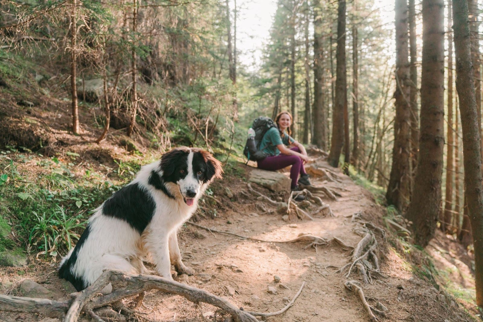 A black and white dog sits on a forest trail, looking at the camera in this candid shot, while a hiker with a backpack rests on a tree root among tall trees. Sunlight and natural light filter through the serene forest.
